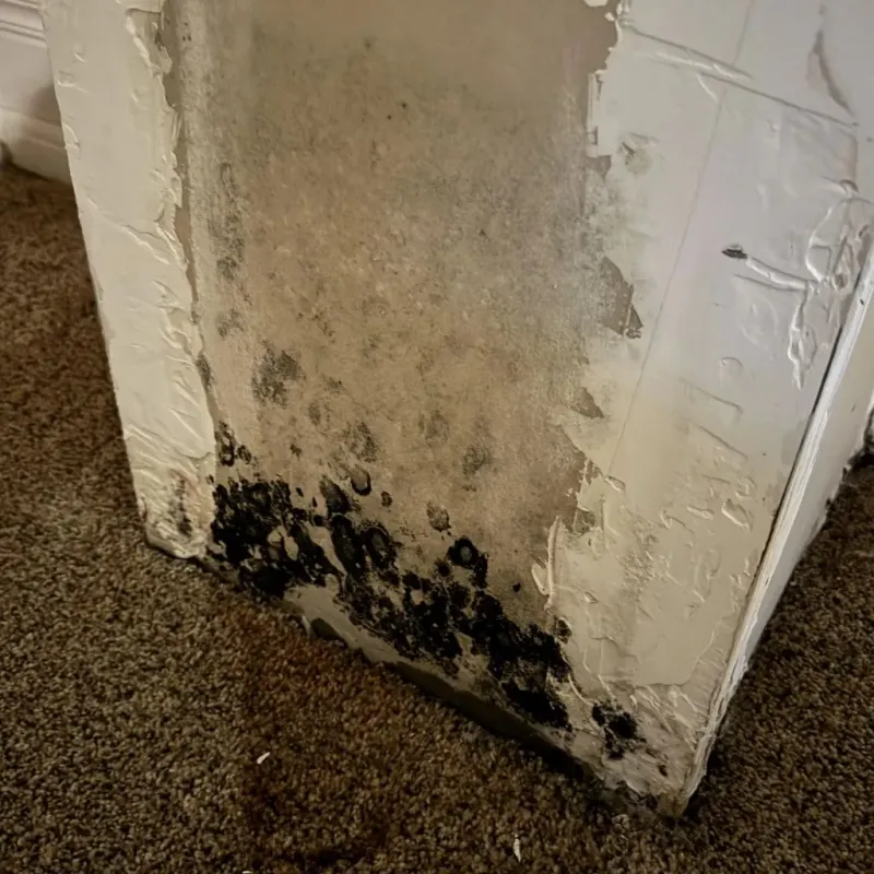 Professional Mold Removal in Danville, CA